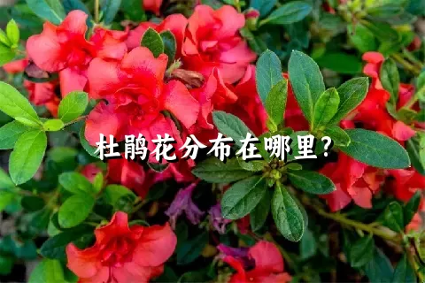 杜鹃花分布在哪里?