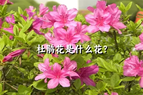 杜鹃花是什么花？