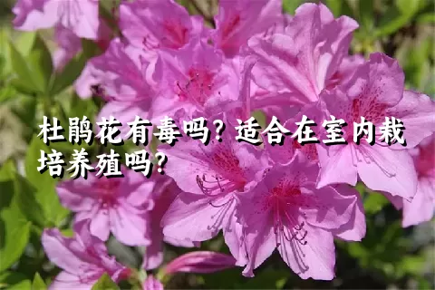 杜鹃花有毒吗？适合在室内栽培养殖吗？