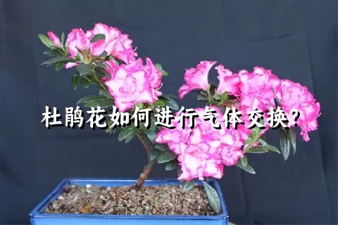 杜鹃花如何进行气体交换？