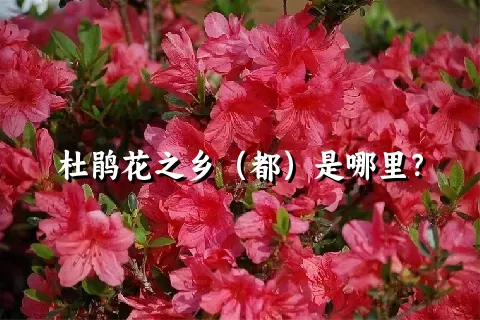 杜鹃花之乡（都）是哪里？