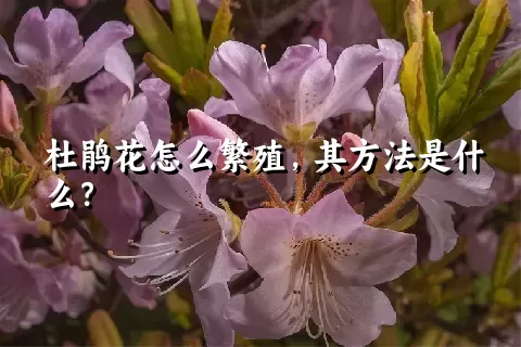 杜鹃花怎么繁殖，其方法是什么？