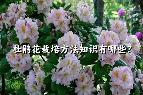 杜鹃花栽培方法知识有哪些？