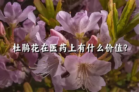 杜鹃花在医药上有什么价值？