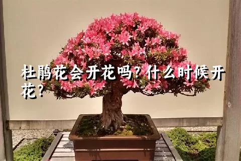 杜鹃花会开花吗？什么时候开花？