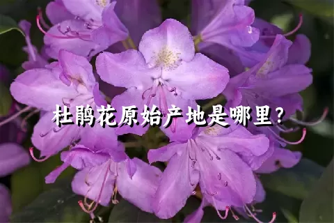 杜鹃花原始产地是哪里？