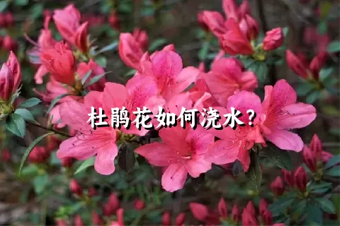 杜鹃花如何浇水？