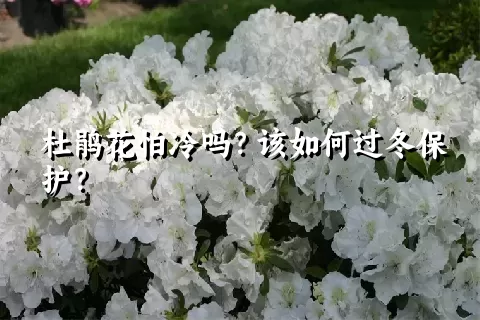 杜鹃花怕冷吗？该如何过冬保护？