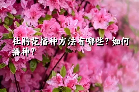 杜鹃花播种方法有哪些？如何播种？