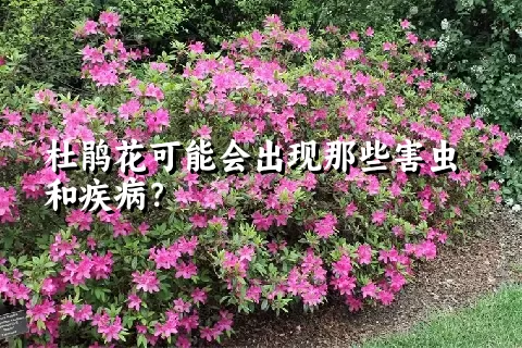 杜鹃花可能会出现那些害虫和疾病？