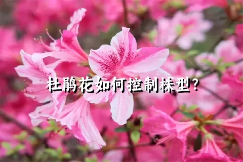 杜鹃花如何控制株型？