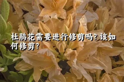 杜鹃花需要进行修剪吗？该如何修剪？