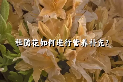 杜鹃花如何进行营养补充？