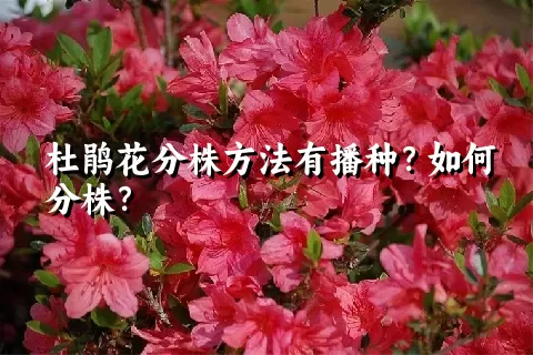 杜鹃花分株方法有播种？如何分株？