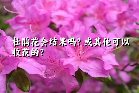 杜鹃花会结果吗？或其他可以收获的？