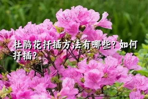 杜鹃花扦插方法有哪些？如何扦插？