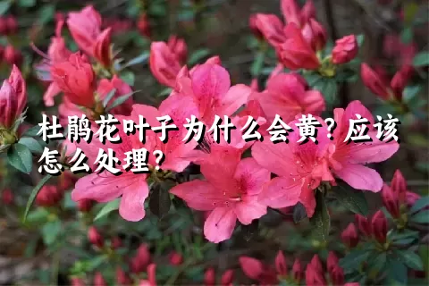 杜鹃花叶子为什么会黄？应该怎么处理？