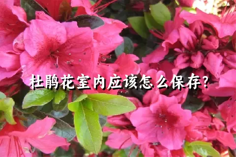 杜鹃花室内应该怎么保存？