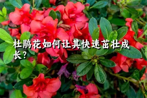 杜鹃花如何让其快速茁壮成长？