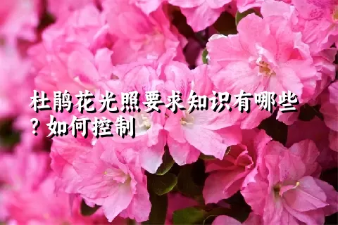 杜鹃花光照要求知识有哪些？如何控制