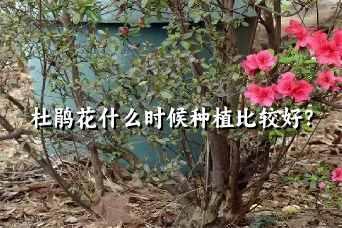 杜鹃花什么时候种植比较好？