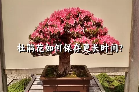 杜鹃花如何保存更长时间？