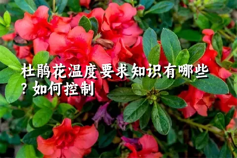 杜鹃花温度要求知识有哪些？如何控制