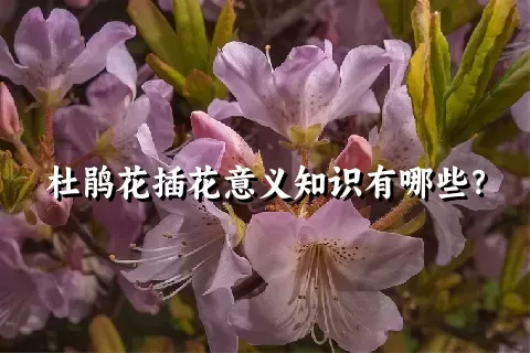 杜鹃花插花意义知识有哪些？