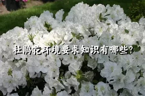 杜鹃花环境要求知识有哪些？