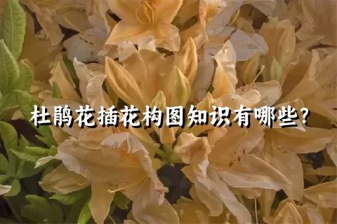 杜鹃花插花构图知识有哪些？