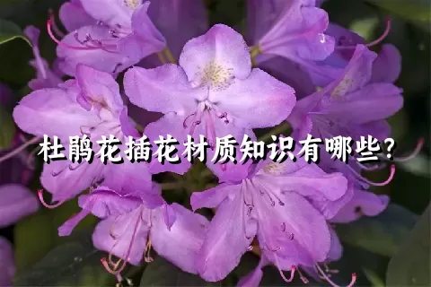 杜鹃花插花材质知识有哪些？