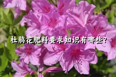 杜鹃花肥料要求知识有哪些？