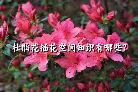 杜鹃花插花空间知识有哪些？