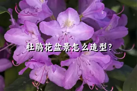 杜鹃花盆景怎么造型？