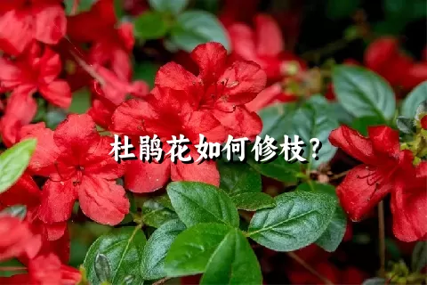 杜鹃花如何修枝？