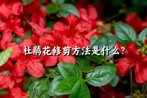 杜鹃花修剪方法是什么？