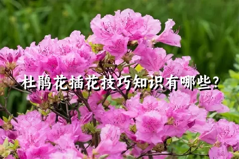 杜鹃花插花技巧知识有哪些？