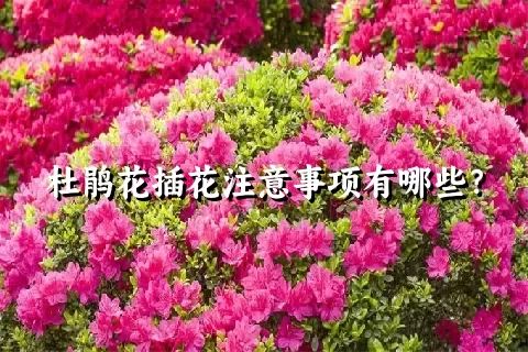 杜鹃花插花注意事项有哪些？