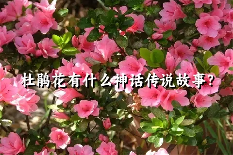 杜鹃花有什么神话传说故事？