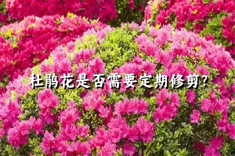 杜鹃花是否需要定期修剪？