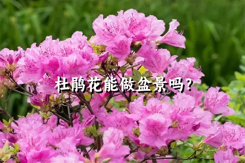 杜鹃花能做盆景吗？