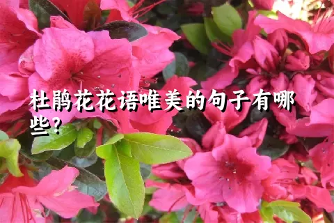 杜鹃花花语唯美的句子有哪些？