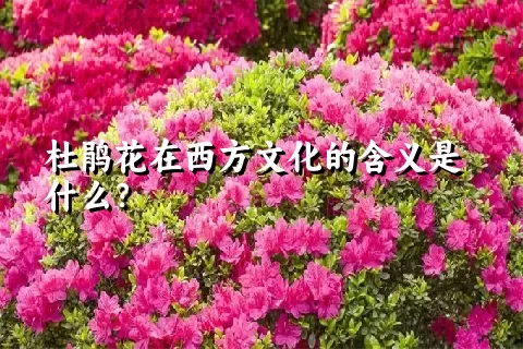 杜鹃花在西方文化的含义是什么？