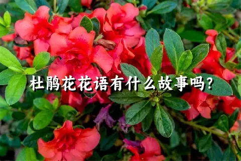 杜鹃花花语有什么故事吗？