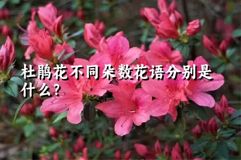 杜鹃花不同朵数花语分别是什么？