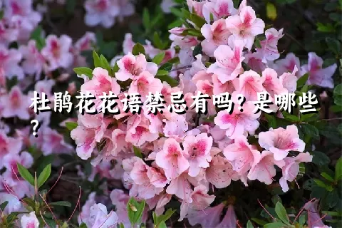 杜鹃花花语禁忌有吗？是哪些？