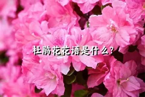 杜鹃花花语是什么？