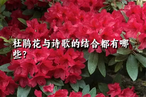 杜鹃花与诗歌的结合都有哪些？