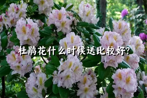 杜鹃花什么时候送比较好？