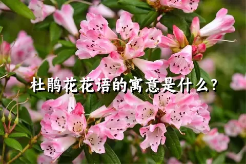 杜鹃花花语的寓意是什么？